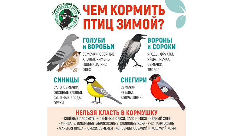 чем кормить птиц зимой.jpg чем кормить птиц зимой.jpg