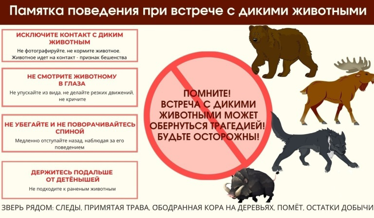 дикие звери.jpg дикие звери.jpg