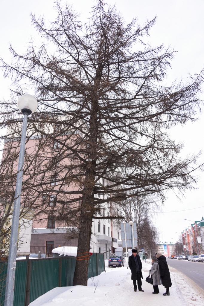 За 75 лет дерево вымахало до солидных размеров.jpg